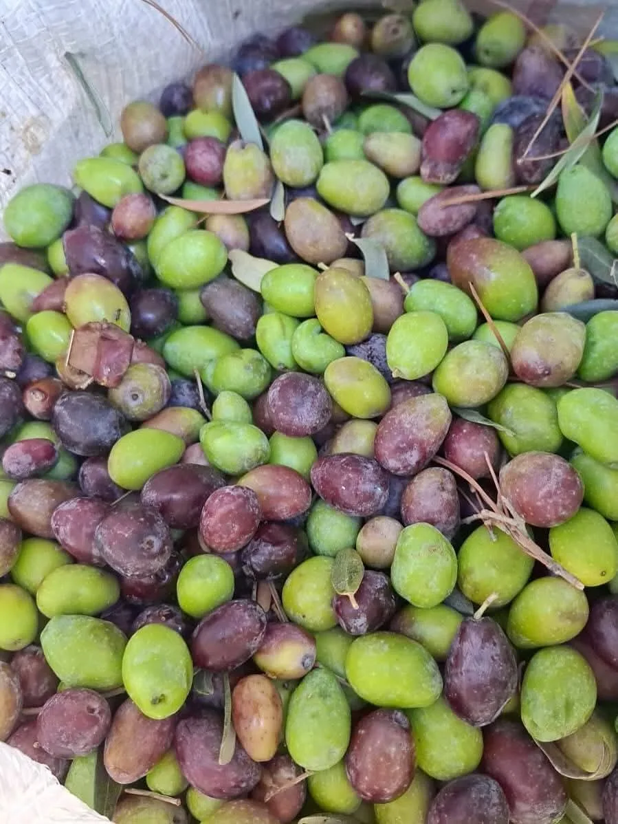Mediterranean Organic Farms — photo 20