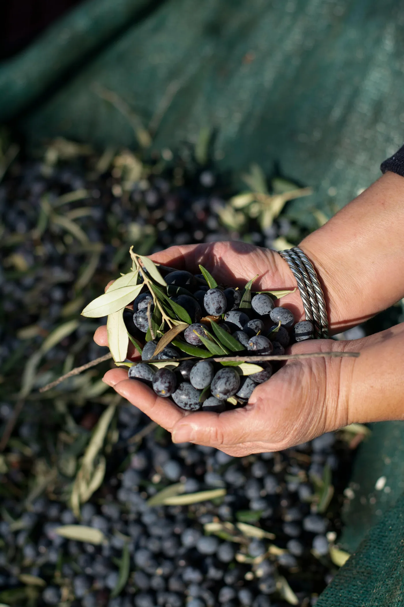 Premium Mediterranean Olives