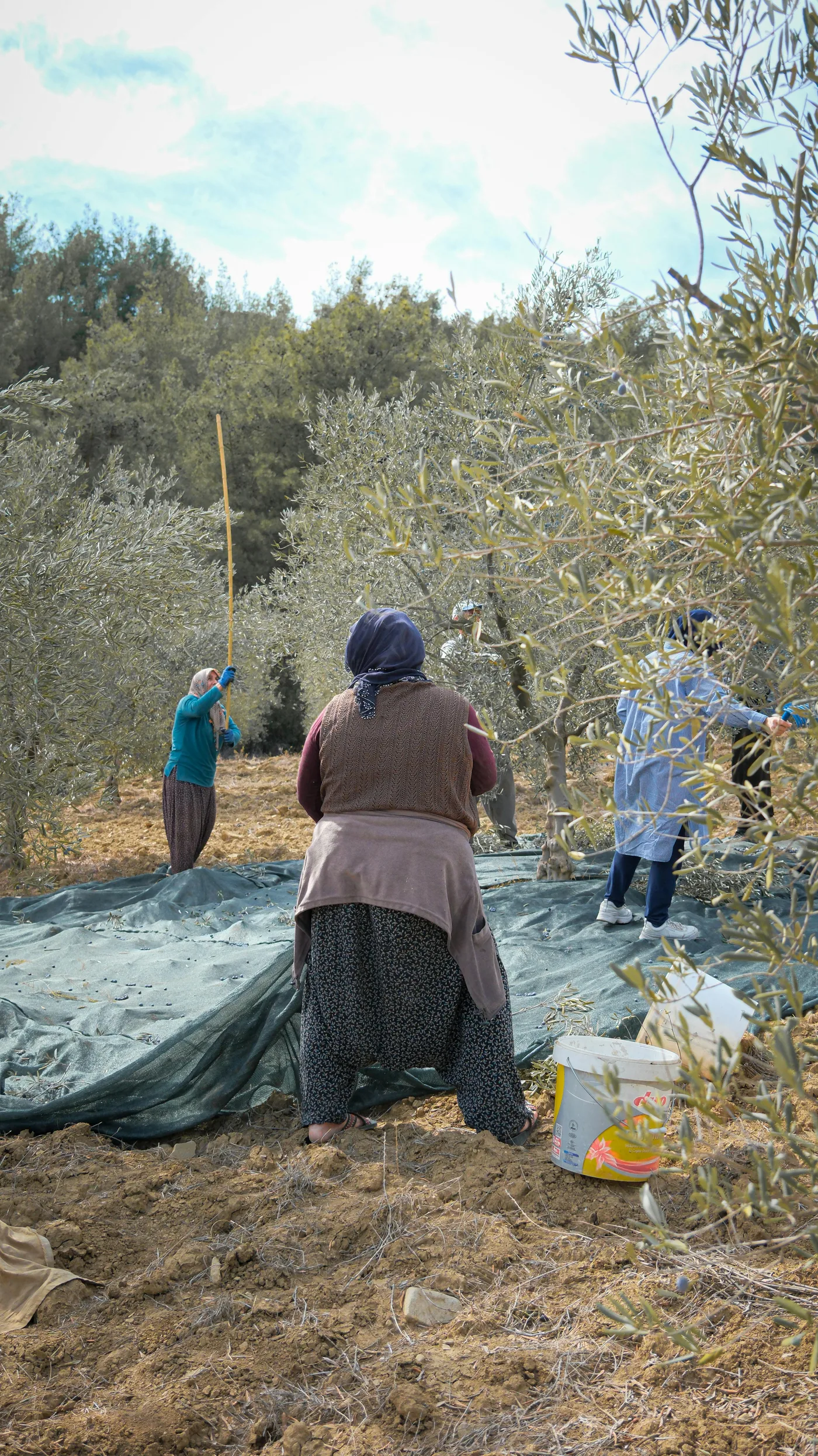 Farmers harvesting olives by hand in a Mediterranean grove