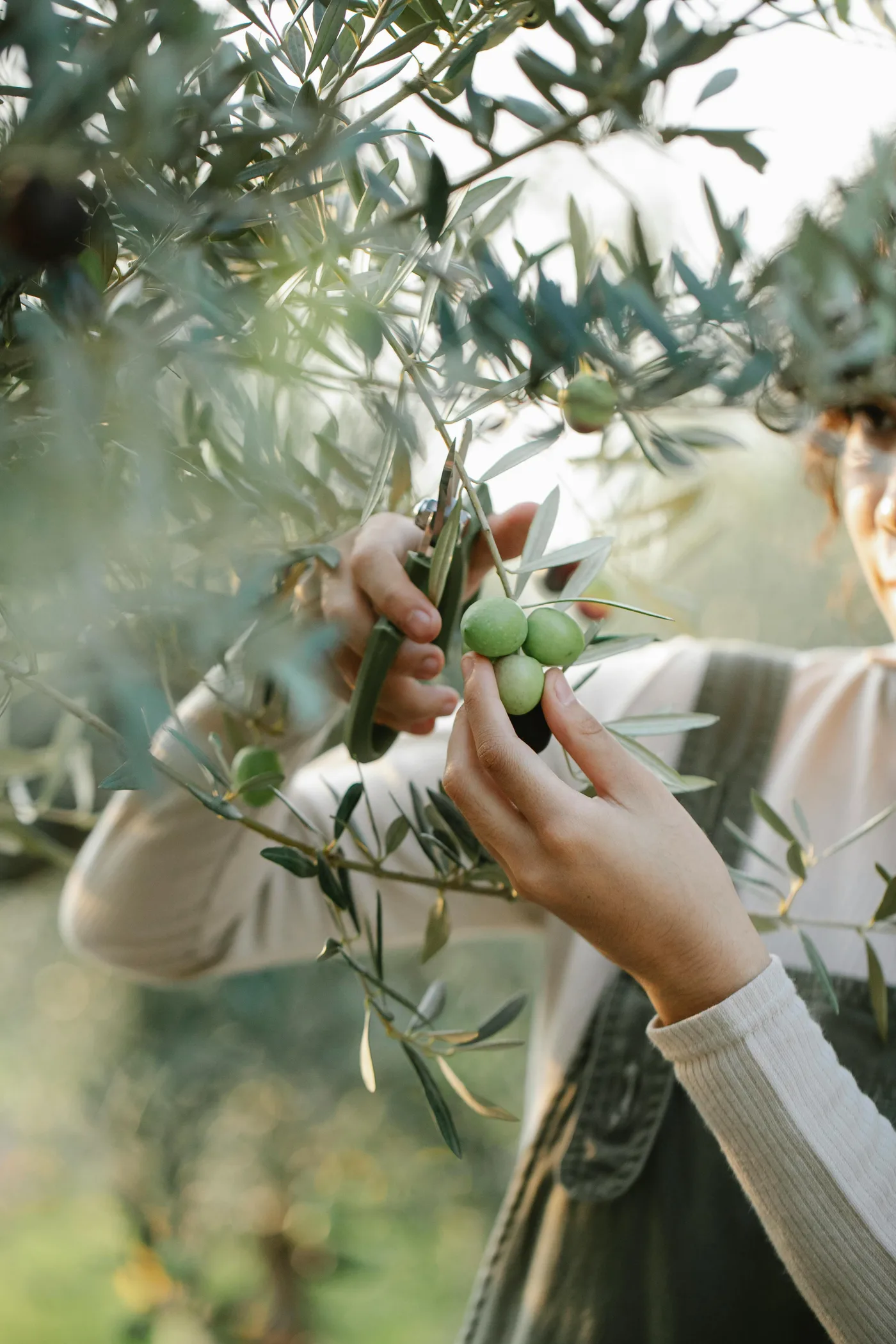 Hand-harvesting olives the traditional way